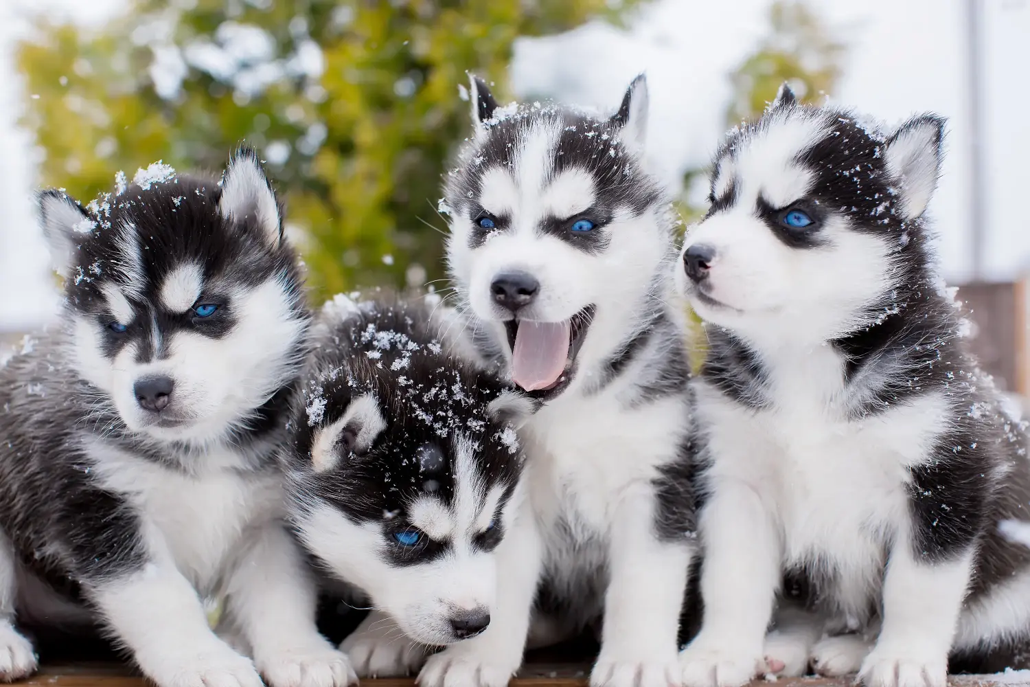 Cumpărarea unui cățel Husky înseamnă asumarea responsabilității! Cumpărați cățeluși Husky.