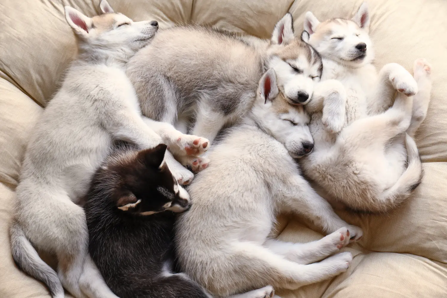 Cumpărarea unui cățel Husky înseamnă asumarea responsabilității! Cumpărați cățeluși Husky.
