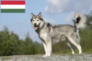 Read more about the article Husky crescători și căței în Ungaria