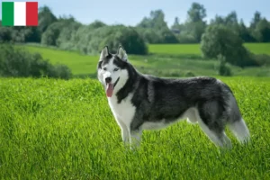 Read more about the article Crescători și căței Husky în Italia