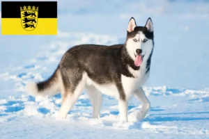 Read more about the article Husky crescători și căței în Baden-Württemberg