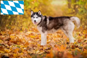 Read more about the article Husky crescători și căței în Bavaria
