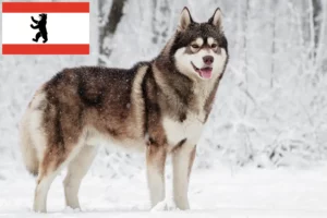 Read more about the article Husky crescători și căței în Berlin