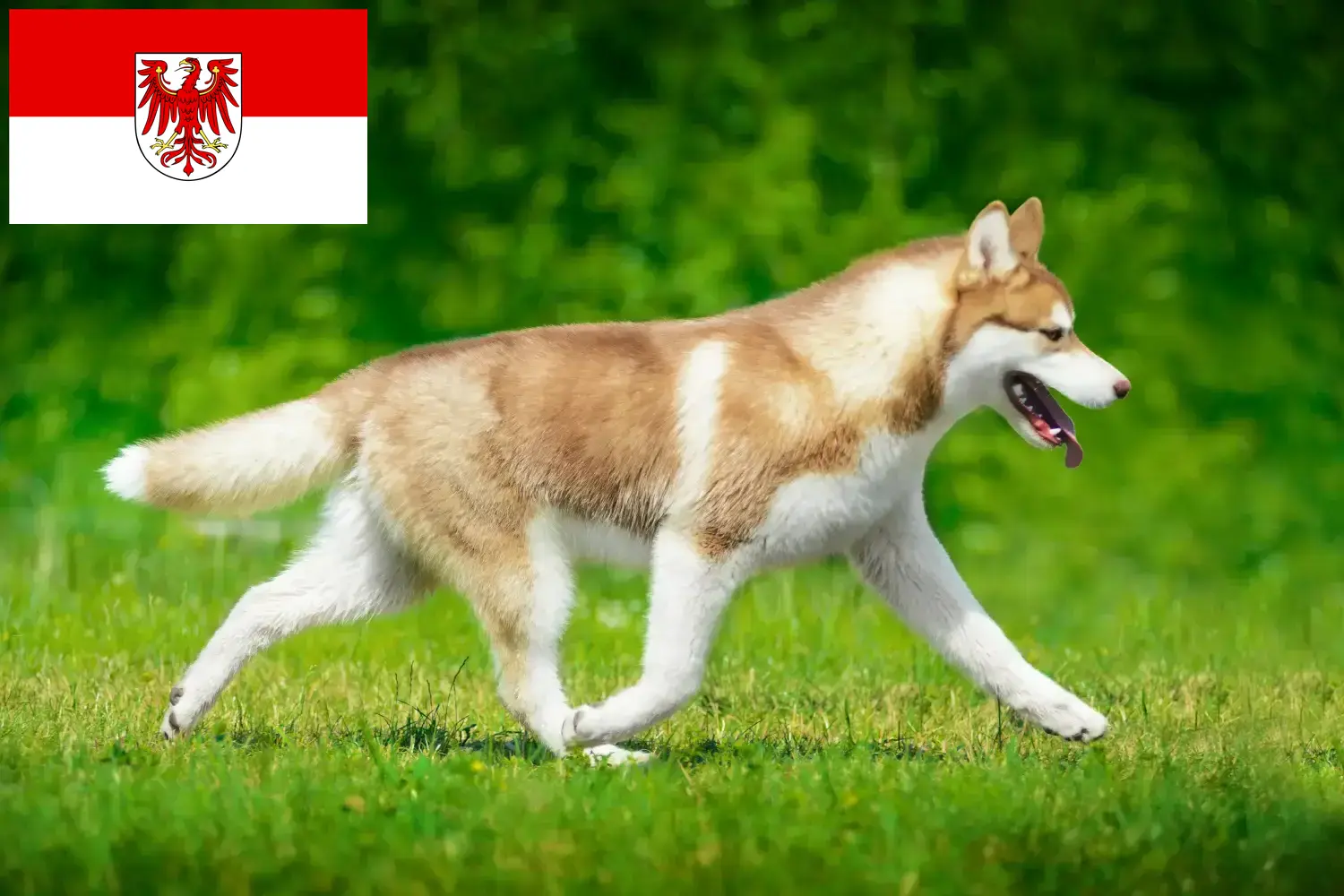 Căței Husky și crescători Brandenburg Aici puteți găsi crescători de Husky în Brandenburg.