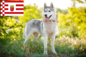 Read more about the article Husky crescători și căței în Bremen
