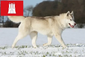 Read more about the article Husky crescători și căței în Hamburg