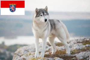 Read more about the article Husky crescători și căței în Hessen