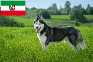 Read more about the article Husky crescători și căței în Renania de Nord-Westfalia