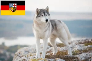 Read more about the article Husky crescători și căței în Saarland