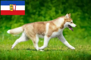 Read more about the article Husky crescători și căței în Schleswig-Holstein