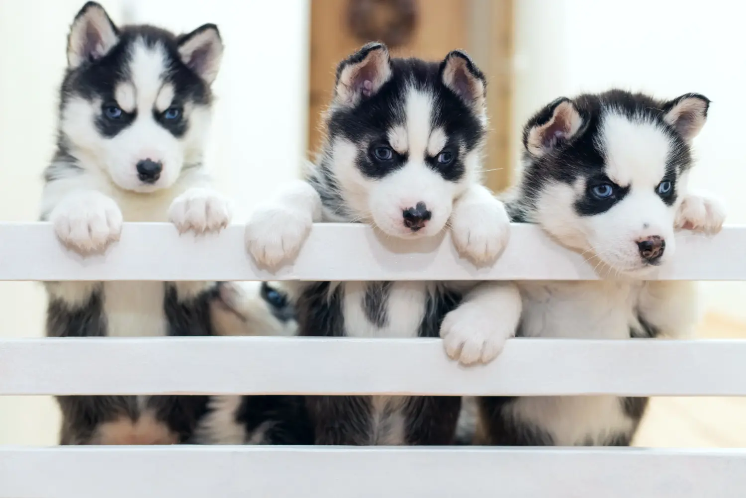Cumpărarea unui cățel Husky înseamnă asumarea responsabilității! Cumpărați cățeluși Husky.