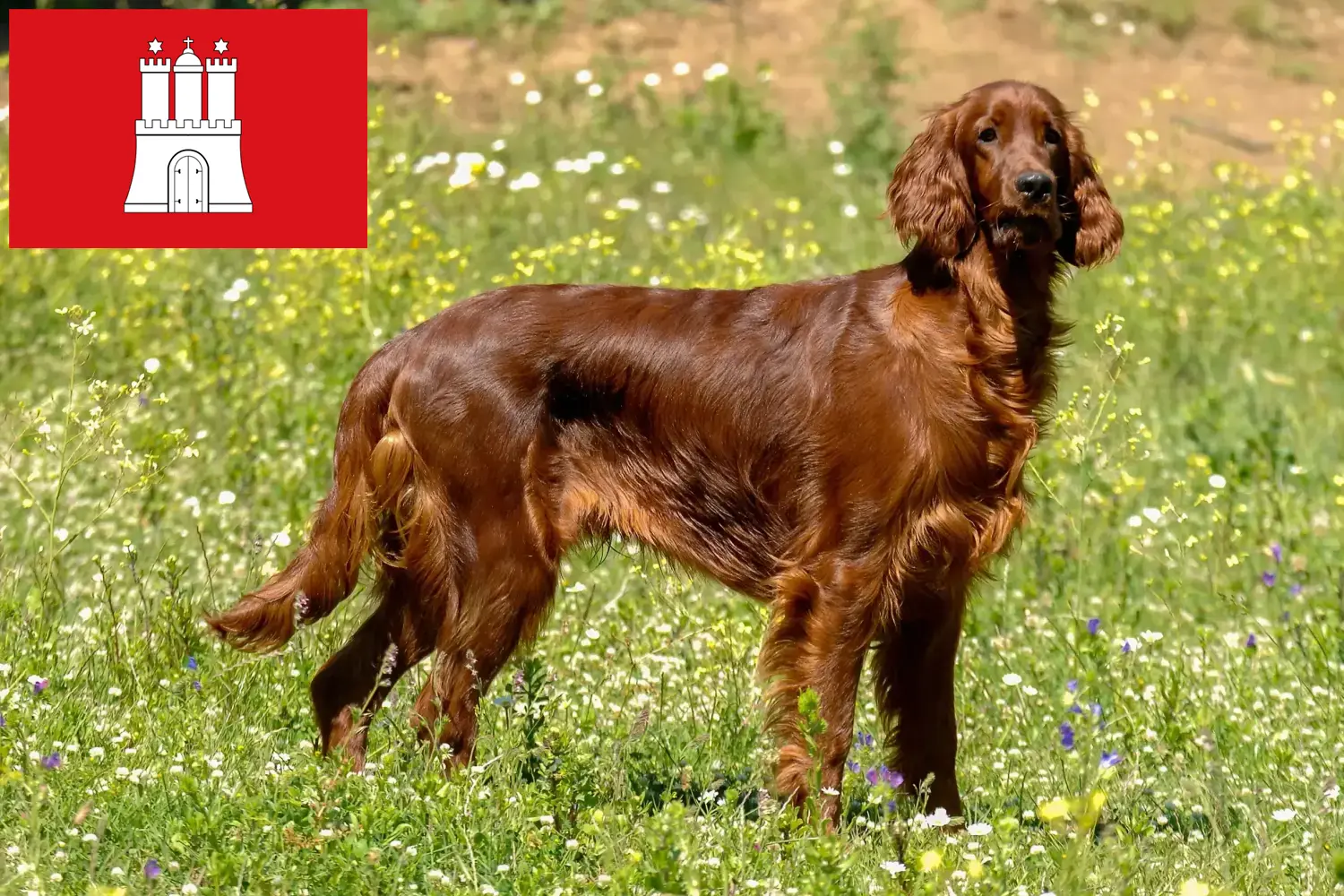 Irish Red Setter căței și crescător Hamburg Aici puteți găsi crescători de Red Setter irlandez în Hamburg.