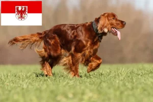 Read more about the article Irish Red Setter crescători și căței în Brandenburg