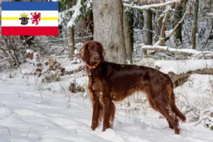 Read more about the article Irish Red Setter crescători și căței în Mecklenburg-Vorpommern