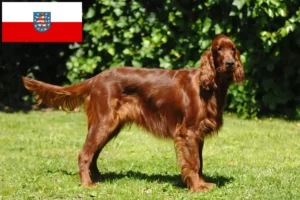 Read more about the article Irish Red Setter crescători și căței în Thuringia