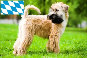 Read more about the article Irish Soft Coated Wheaten Terrier crescători și căței în Bavaria