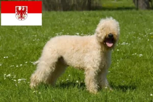Read more about the article Irish Soft Coated Wheaten Terrier crescători și căței în Brandenburg