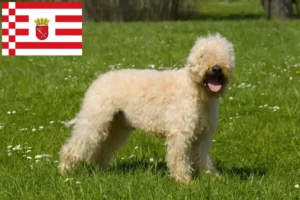 Read more about the article Irish Soft Coated Wheaten Terrier crescători și căței în Bremen