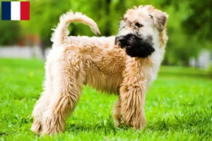 Read more about the article Irish Soft Coated Wheaten Terrier crescători și căței în Franța