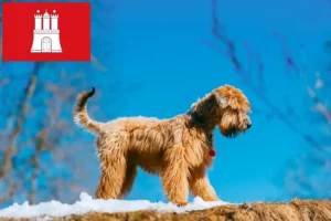 Read more about the article Irish Soft Coated Wheaten Terrier crescători și căței în Hamburg