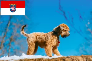 Read more about the article Irish Soft Coated Wheaten Terrier crescători și căței în Hessen