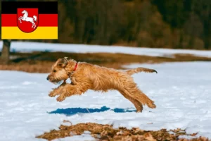 Read more about the article Irish Soft Coated Wheaten Terrier crescători și căței în Saxonia Inferioară