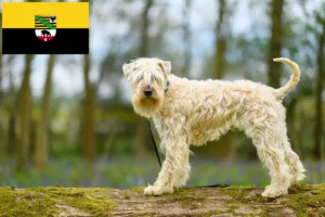 Read more about the article Irish Soft Coated Wheaten Terrier crescători și căței în Saxonia-Anhalt