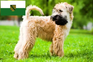 Read more about the article Irish Soft Coated Wheaten Terrier crescători și căței în Saxonia
