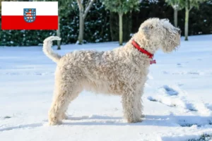 Read more about the article Irish Soft Coated Wheaten Terrier crescători și căței în Thuringia