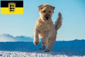 Read more about the article Irish Soft Coated Wheaten Terrier crescători și căței în Baden-Württemberg