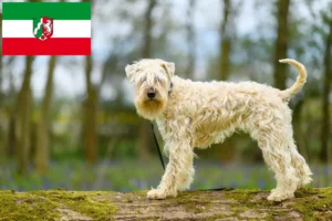 Read more about the article Irish Soft Coated Wheaten Terrier crescători și căței în Renania de Nord-Westfalia