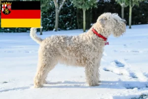 Read more about the article Irish Soft Coated Wheaten Terrier crescători și căței în Renania-Palatinat