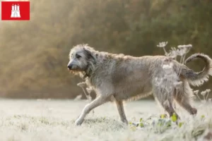 Read more about the article Irish Wolfhound crescători și căței în Hamburg