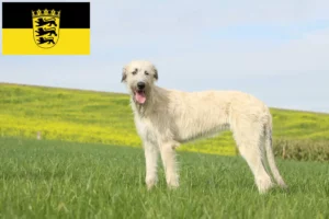 Read more about the article Irish Wolfhound crescători și căței în Baden-Württemberg