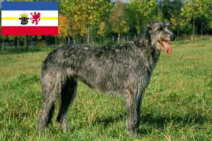 Read more about the article Irish Wolfhound crescători și căței în Mecklenburg-Vorpommern