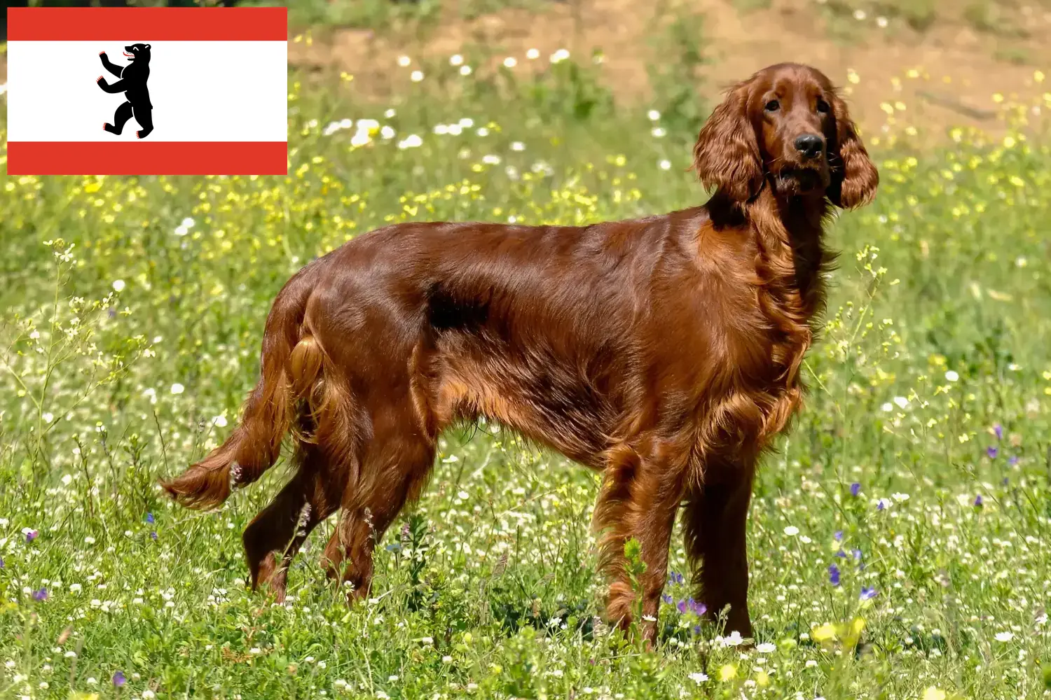 Irish Red Setter căței și crescător Berlin Aici puteți găsi crescători de Red Setter irlandez în Berlin.