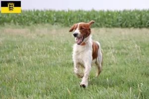 Read more about the article Irish Red and White Setter crescători și căței în Baden-Württemberg