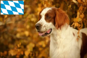 Read more about the article Crescători și căței de Setter irlandez roșu și alb în Bavaria