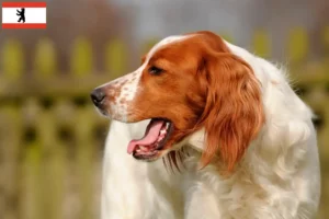 Read more about the article Irish Red and White Setter crescători și căței în Berlin