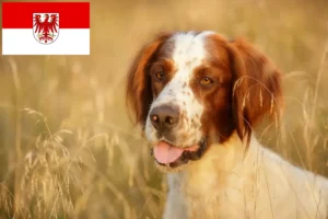Read more about the article Irish Red and White Setter crescători și căței în Brandenburg