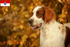 Read more about the article Irish Red and White Setter crescători și căței în Hessen