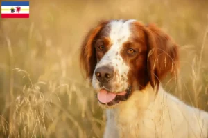 Read more about the article Irish Red and White Setter crescători și căței în Mecklenburg-Vorpommern