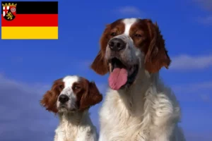 Read more about the article Crescători și căței de Setter irlandez roșu și alb în Renania-Palatinat