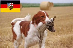 Read more about the article Irish Red and White Setter crescători și căței în Saarland