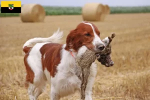 Read more about the article Crescători și căței de Setter irlandez roșu și alb în Saxonia-Anhalt