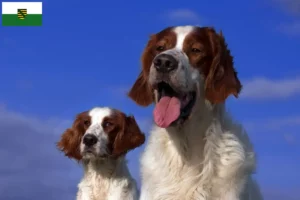 Read more about the article Crescători și căței de Setter irlandez roșu și alb în Saxonia