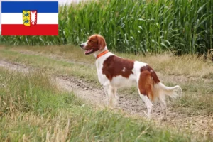 Read more about the article Irish Red and White Setter crescători și căței în Schleswig-Holstein