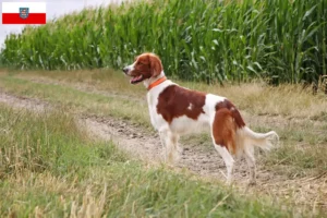 Read more about the article Crescători și căței de Setter irlandez roșu și alb în Thuringia