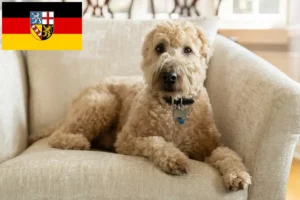Read more about the article Irish Soft Coated Wheaten Terrier crescători și căței în Saarland
