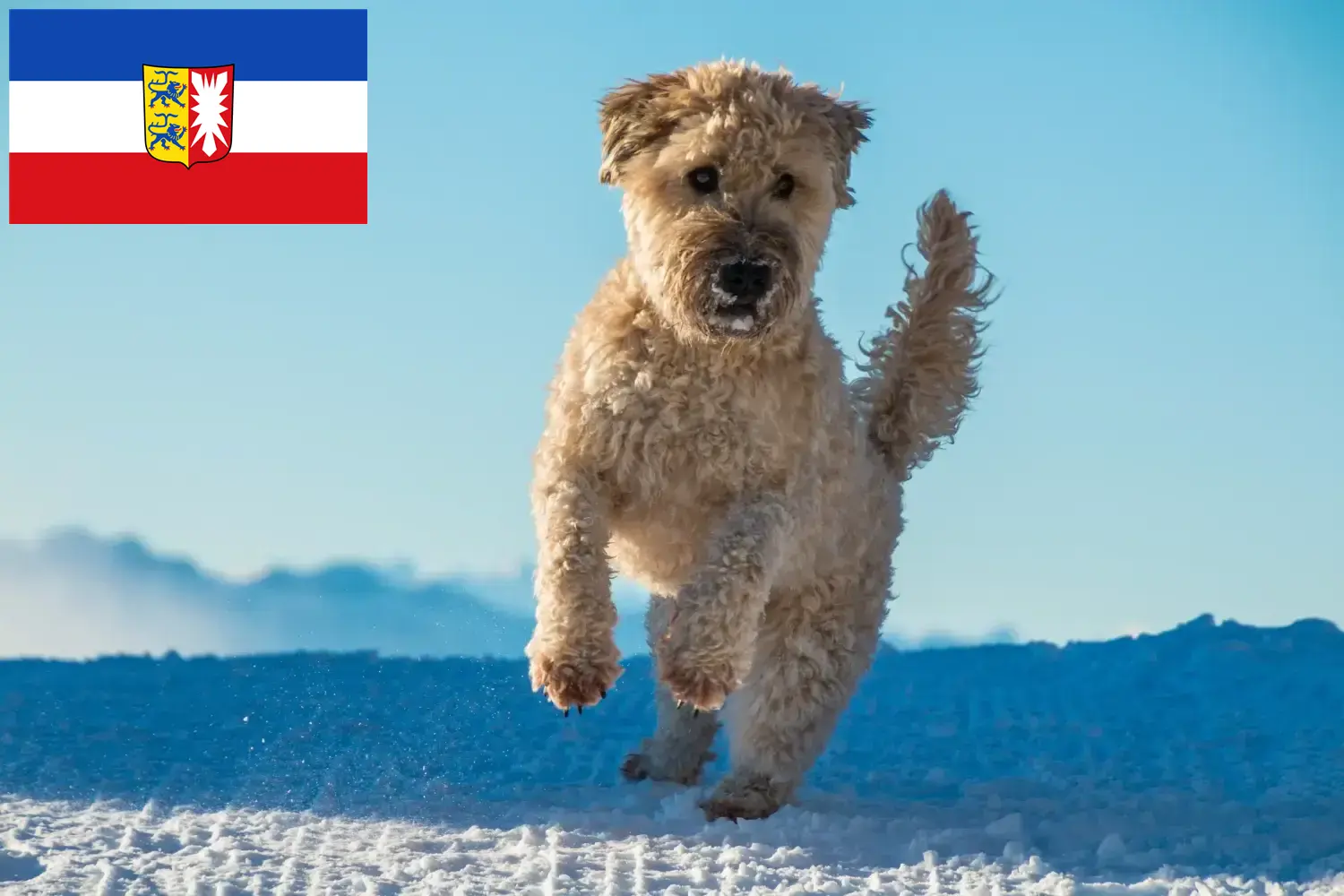 Read more about the article Irish Soft Coated Wheaten Terrier crescători și căței în Schleswig-Holstein